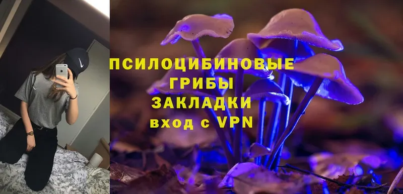 shop Telegram  Пучеж  Псилоцибиновые грибы Magic Shrooms 